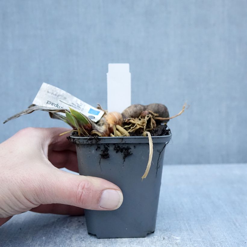 Exemplar von Iris Full Impact - Schwertlilie Kleine Töpfe von 8/9 cm wie im Winter geliefert