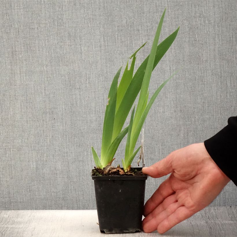 Exemplar von Iris Gérard Brière - Schwertlilie Kleine Töpfe von 8/9 cm wie im Frühjahr geliefert