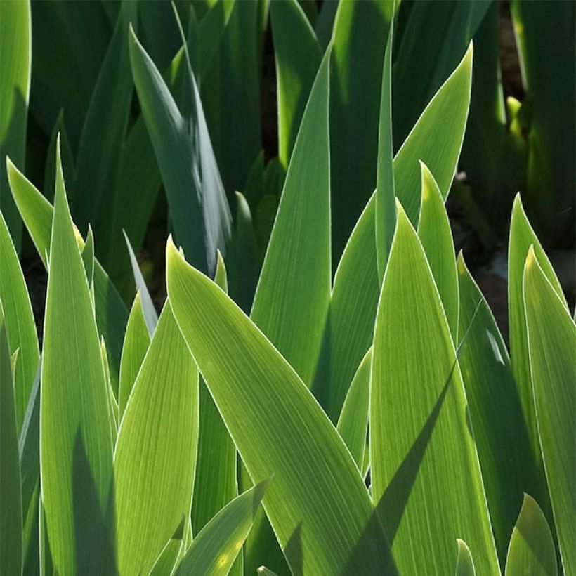 Iris Gold Galore - Schwertlilie (Foliage)