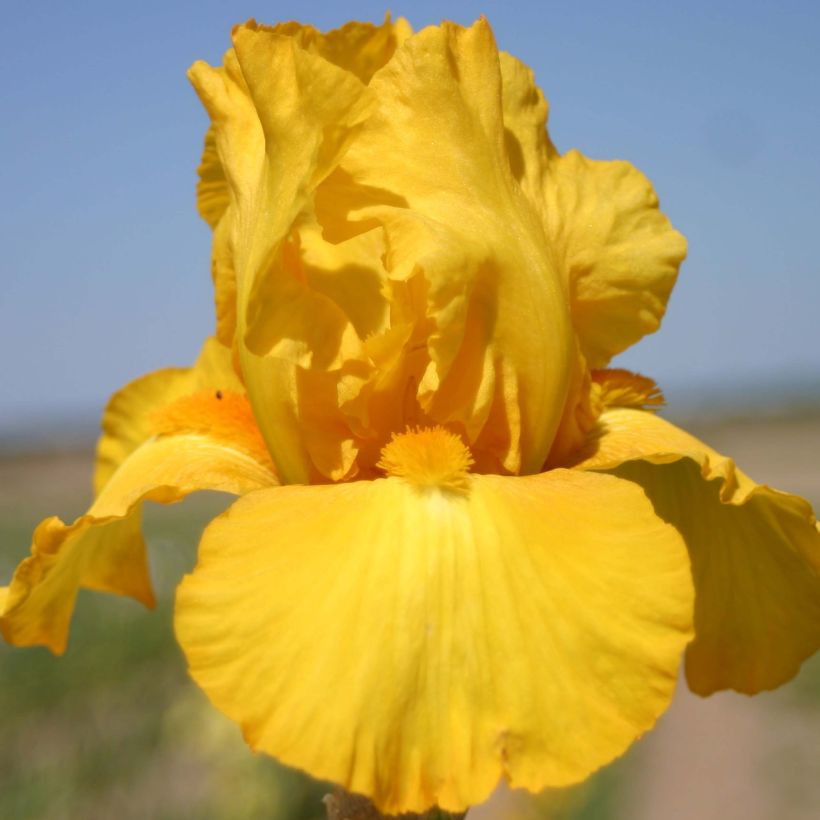 Iris Gold Galore - Schwertlilie (Flowering)