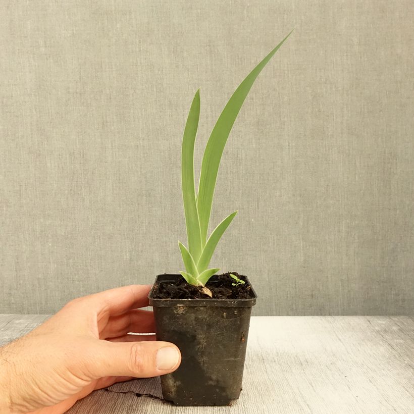 Example of Iris Golden Immortal - Schwertlilie Kleine Töpfe von 8/9 cm as you get in automne