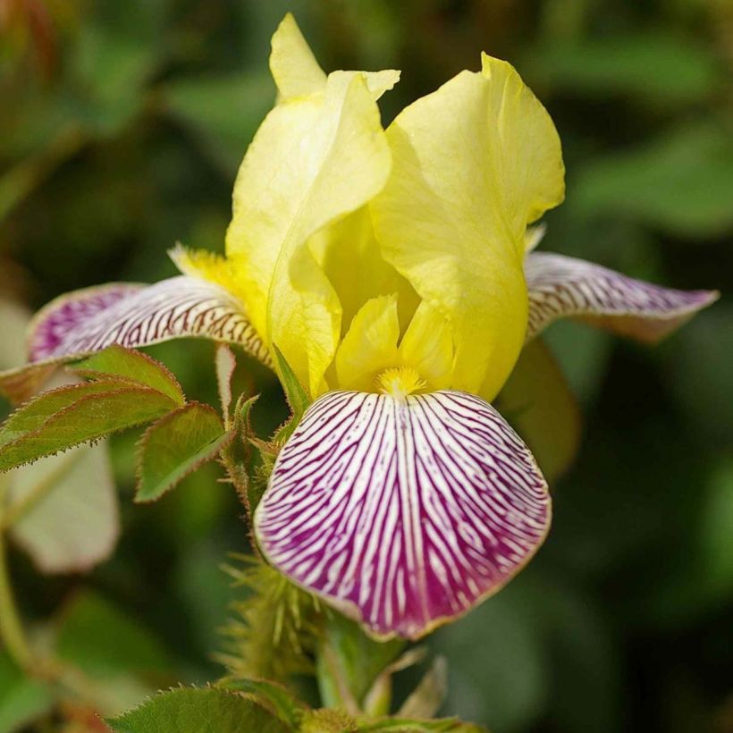 Iris Gracchus - Schwertlilie (Flowering)