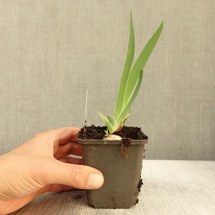 Example of Iris Grand Canari - Schwertlilie Kleine Töpfe von 8/9 cm as you get in automne