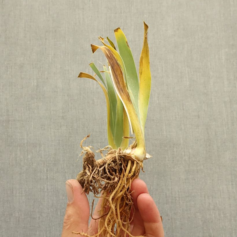 Exemplar von Iris Guernazelle - Schwertlilie Rhizom wie im Winter geliefert