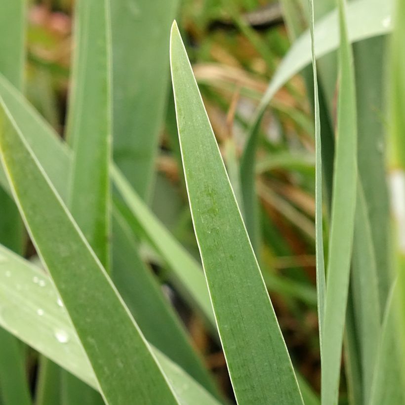 Iris Harbor Blue - Schwertlilie (Foliage)
