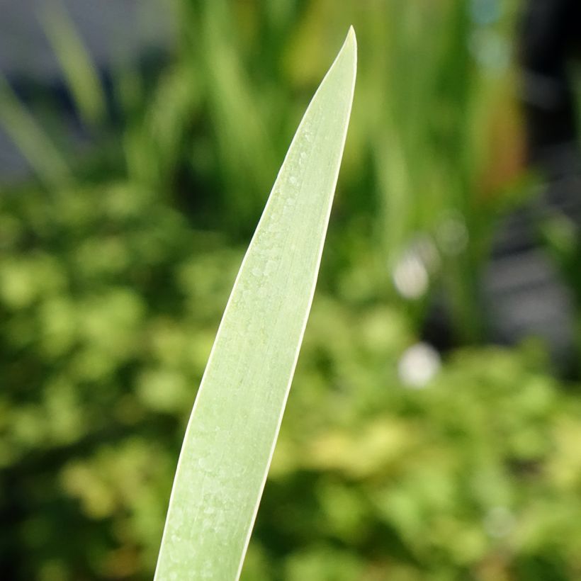 Iris Hello Darling - Schwertlilie (Foliage)