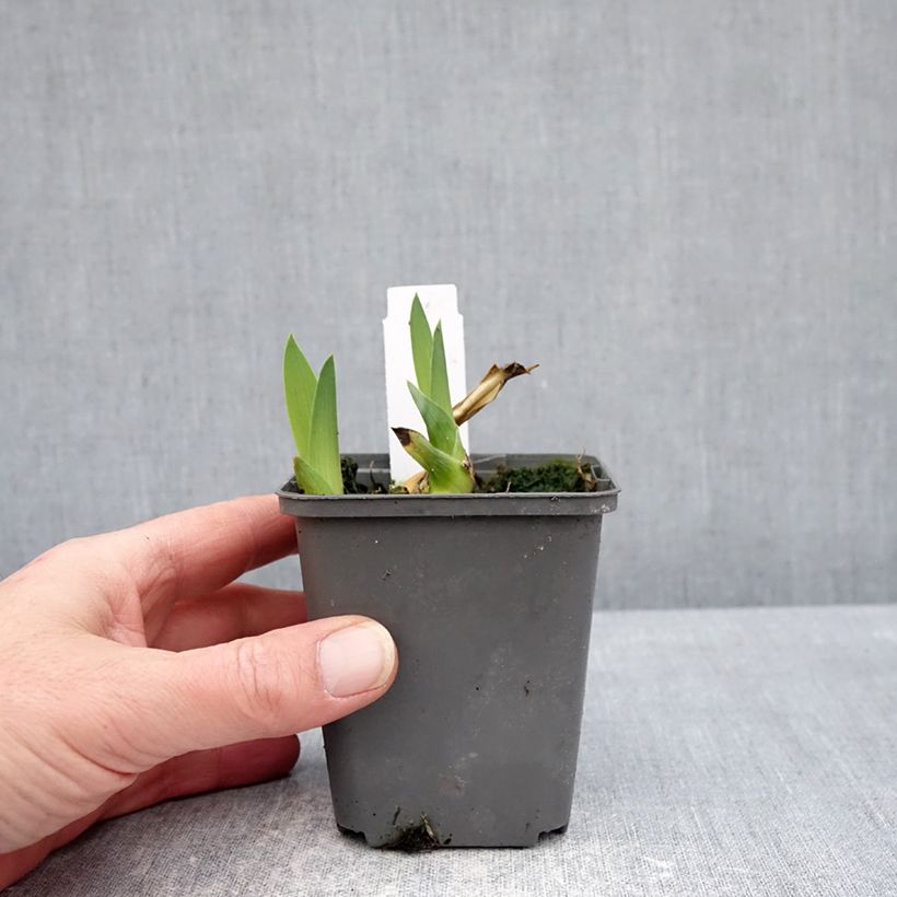 Exemplar von Iris Heure Bleue - Schwertlilie Kleine Töpfe von 8/9 cm wie im Winter geliefert