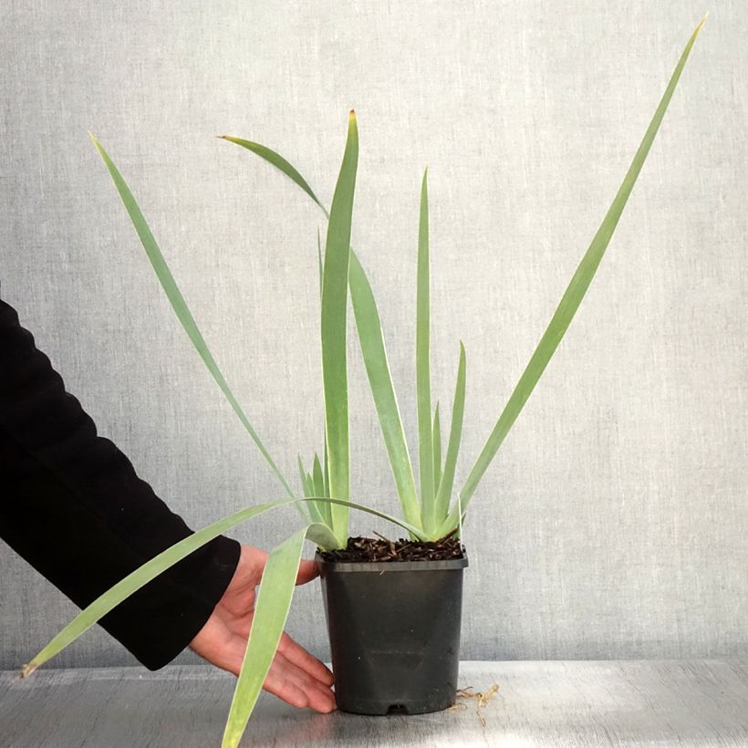 Example of Iris Immortality - Schwertlilie Topf mit 1,5L/2L as you get in automne