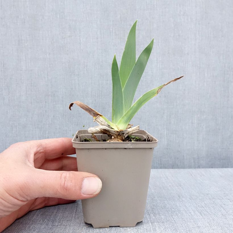 Exemplar von Iris Immortality - Schwertlilie Kleine Töpfe von 8/9 cm wie im Frühjahr geliefert