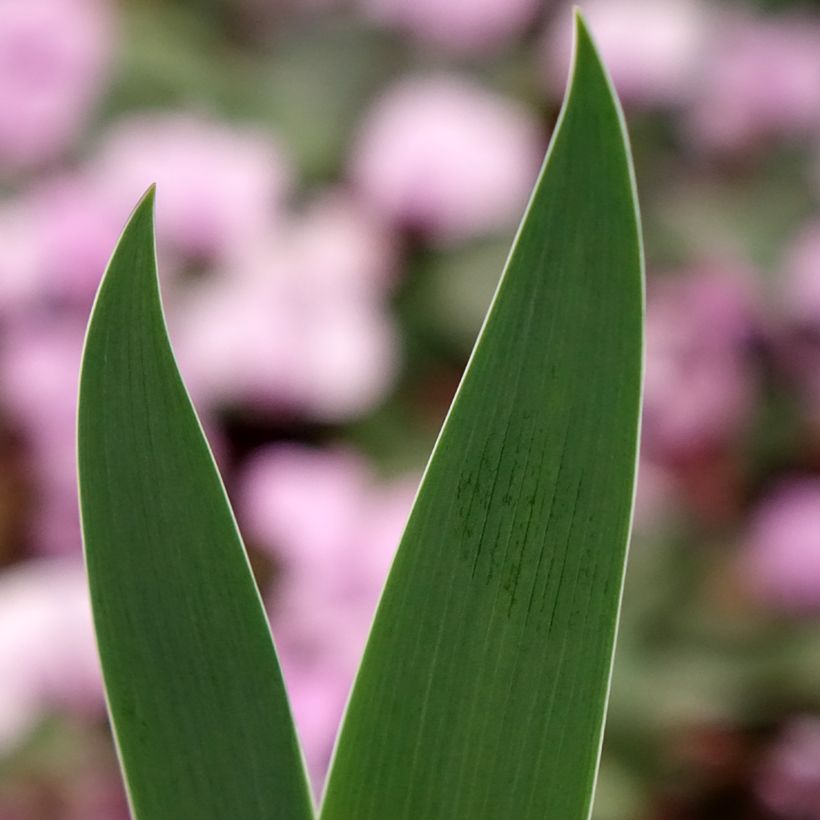 Iris Inferno - Schwertlilie (Foliage)