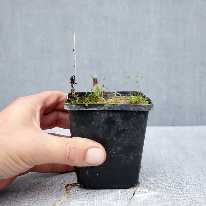 Exemplar von Iris Inviting - Schwertlilie Kleine Töpfe von 8/9 cm wie im Herbst geliefert