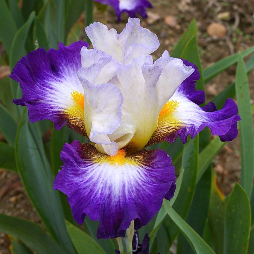 Iris Irisades - Schwertlilie (Flowering)