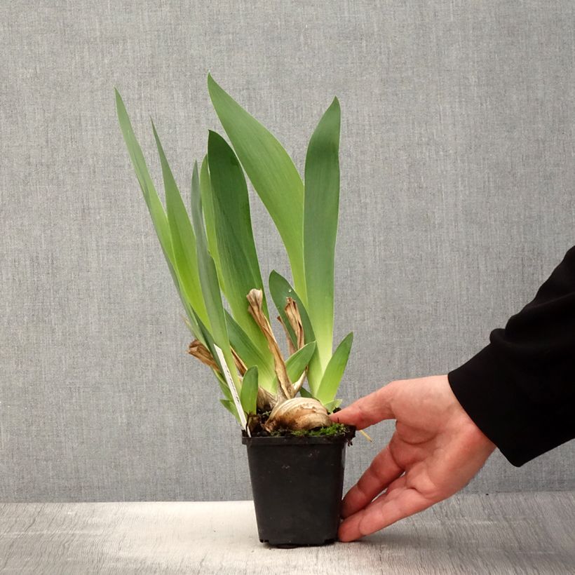 Example of Iris Joyful Skies - Schwertlilie Kleine Töpfe von 8/9 cm as you get in printemps