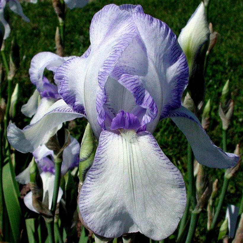 Iris Ma Mie - Schwertlilie (Flowering)