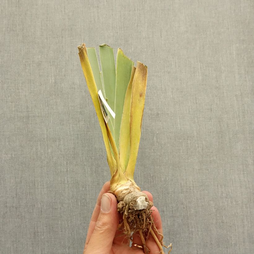 Exemplar von Iris Magical Encounter - Schwertlilie Rhizom wie im Winter geliefert