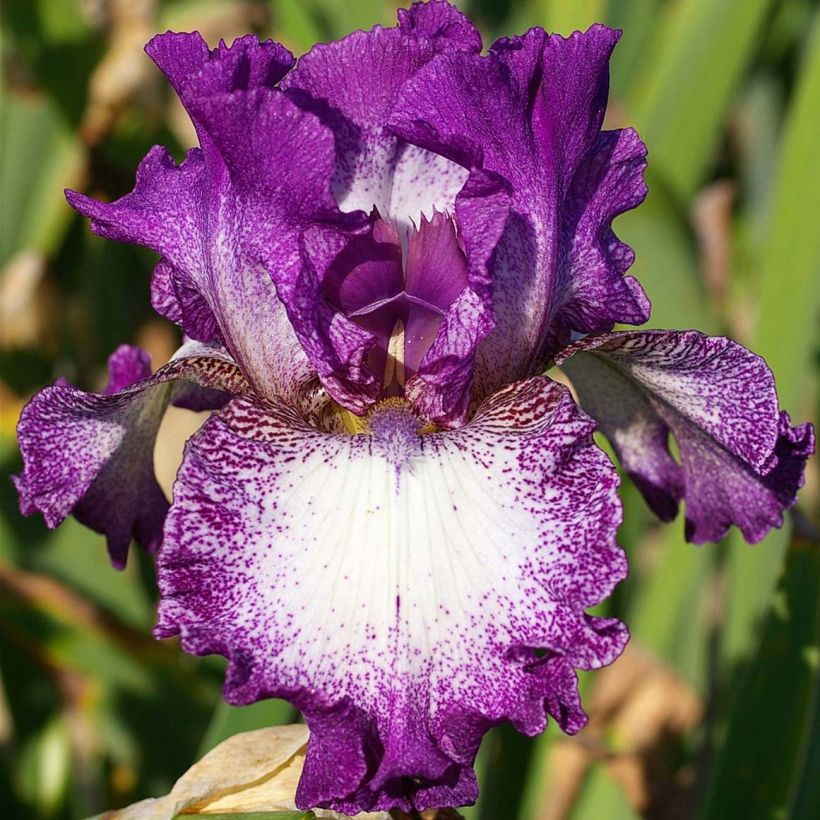 Iris Mariposa Autumn - Schwertlilie (Flowering)