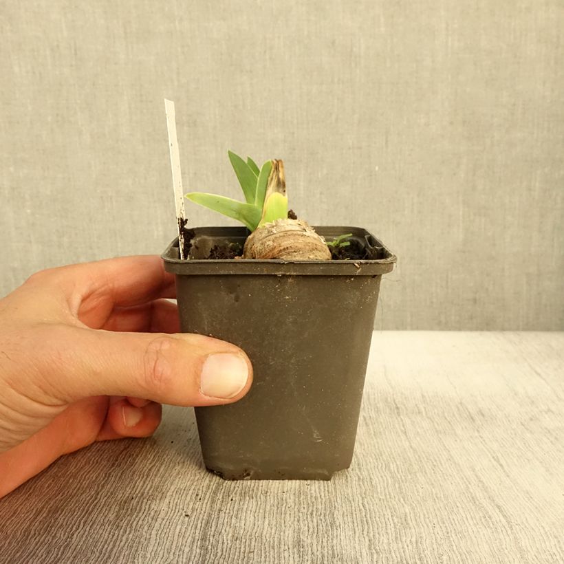 Example of Iris Master Plan - Schwertlilie Kleine Töpfe von 8/9 cm as you get in automne