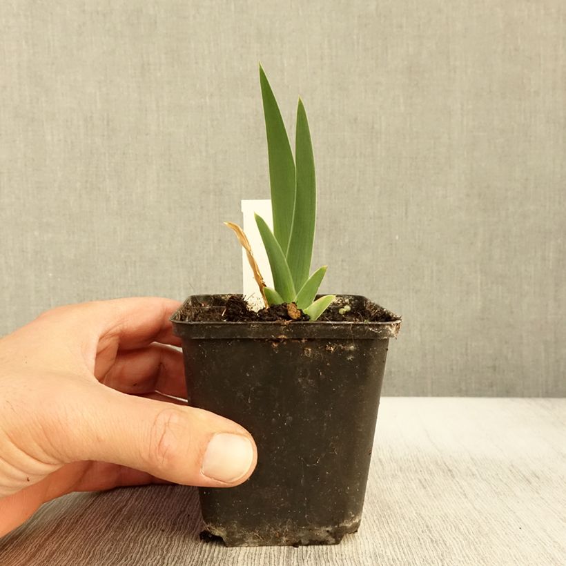 Example of Iris Modern Woman - Schwertlilie Kleine Töpfe von 8/9 cm as you get in automne