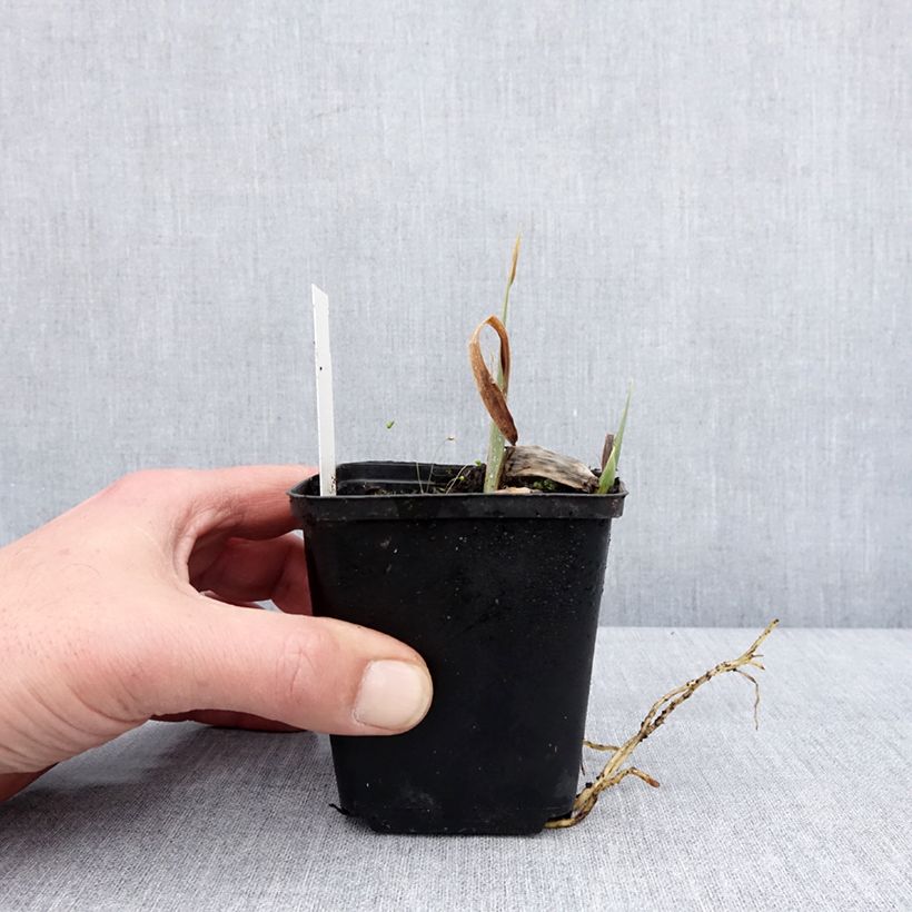 Exemplar von Iris Modern Woman - Schwertlilie Kleine Töpfe von 8/9 cm wie im Winter geliefert