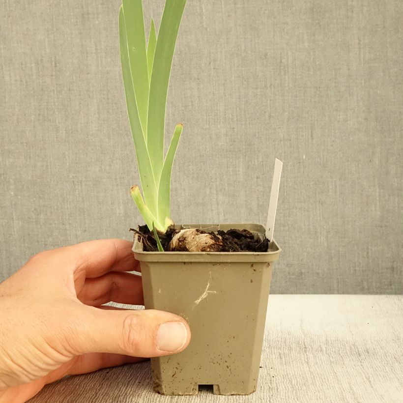 Example of Iris Morning Mail - Schwertlilie Kleine Töpfe von 8/9 cm as you get in automne