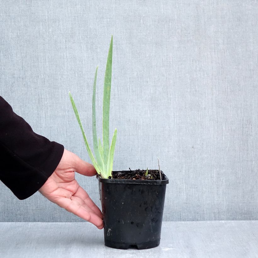 Exemplar von Iris Natchez Trace - Schwertlilie Topf mit 1,5L/2L wie im Herbst geliefert