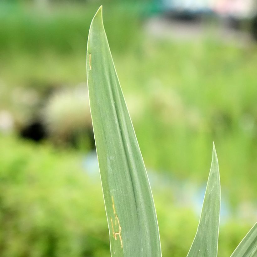 Iris Night Edition - Schwertlilie (Foliage)