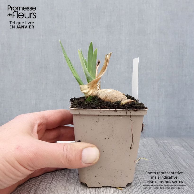 Exemplar von Iris Noctambule - Schwertlilie Kleine Töpfe von 8/9 cm wie im Winter geliefert