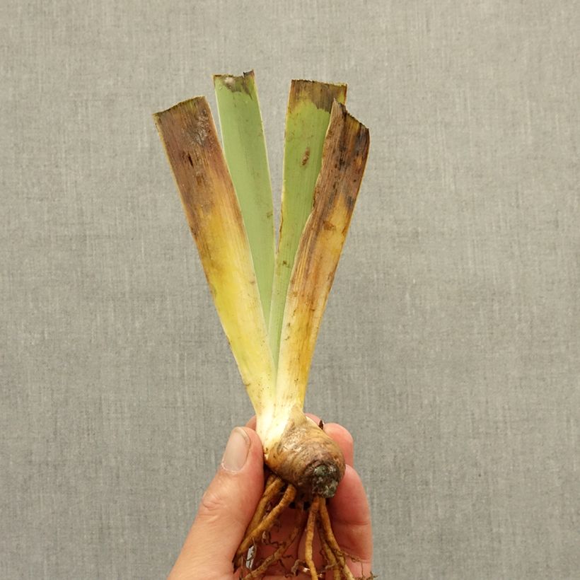 Exemplar von Iris Nuit Galactique - Schwertlilie Rhizom wie im Winter geliefert