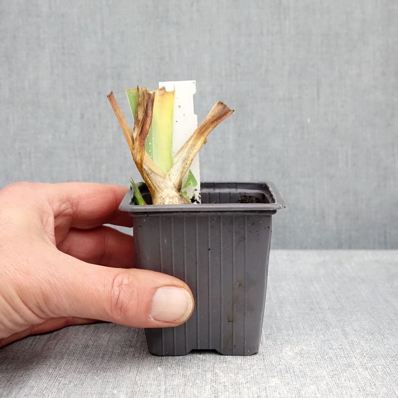Exemplar von Iris Ola Kala - Schwertlilie Kleine Töpfe von 8/9 cm wie im Herbst geliefert