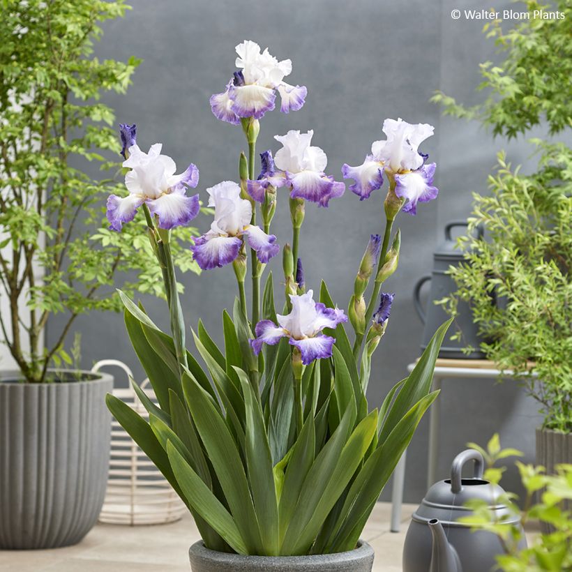 Iris Pastel Printanier - Schwertlilie (Plant habit)