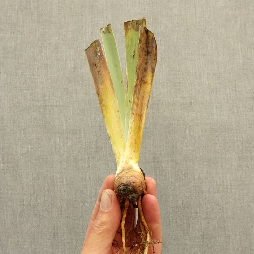 Exemplar von Iris Petit Tigre - Schwertlilie Rhizom wie im Winter geliefert