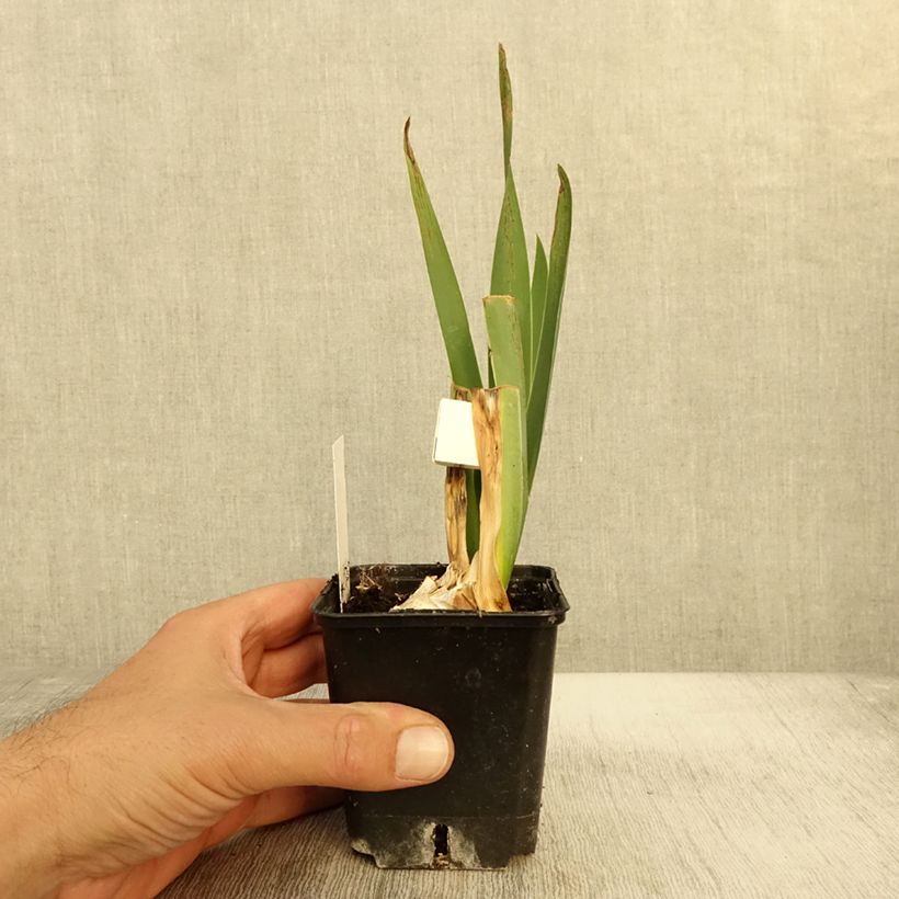 Example of Iris Plaisantin - Schwertlilie Kleine Töpfe von 8/9 cm as you get in automne