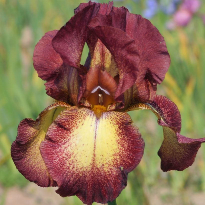 Iris Provençal - Schwertlilie (Flowering)