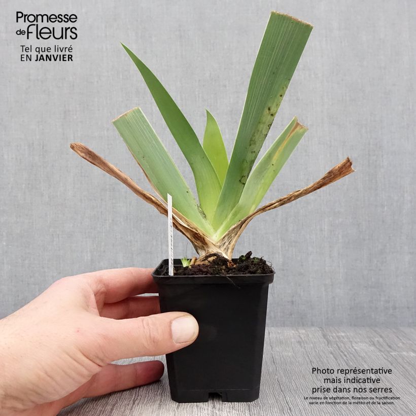 Example of Iris Qualified - Schwertlilie Kleine Töpfe von 8/9 cm as you get in hiver