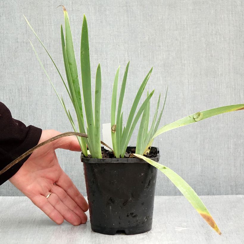 Exemplar von Iris Red Orchid - Schwertlilie Topf mit 1,5L/2L wie im Herbst geliefert