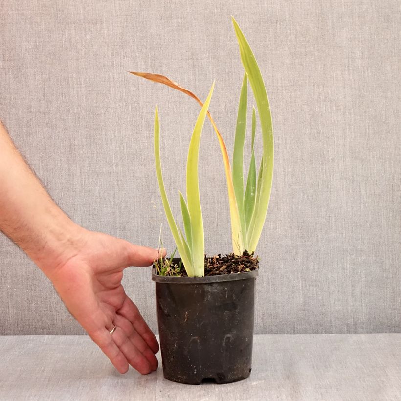 Exemplar von Iris Red Orchid - Schwertlilie Topf mit 1,5L/2L wie im Sommer geliefert