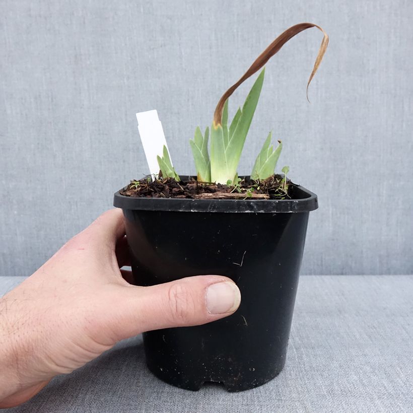 Example of Iris Red Orchid - Schwertlilie Topf mit 1,5L/2L as you get in hiver