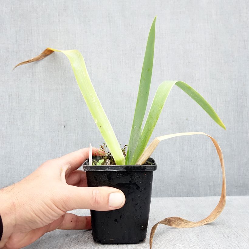 Exemplar von Iris germanica Rose de Perse - Schwertlilie Kleine Töpfe von 8/9 cm wie im Herbst geliefert