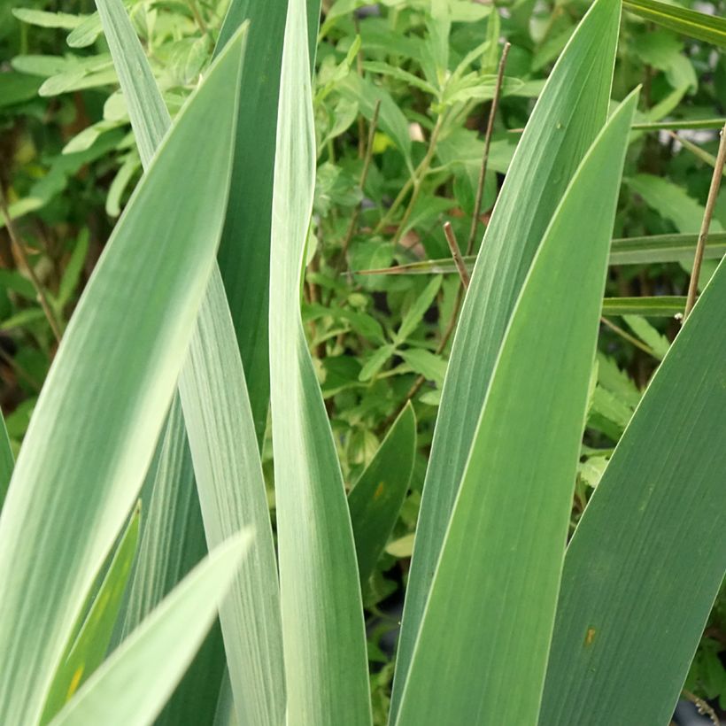 Iris Rouge de Plaisir - Schwertlilie (Foliage)