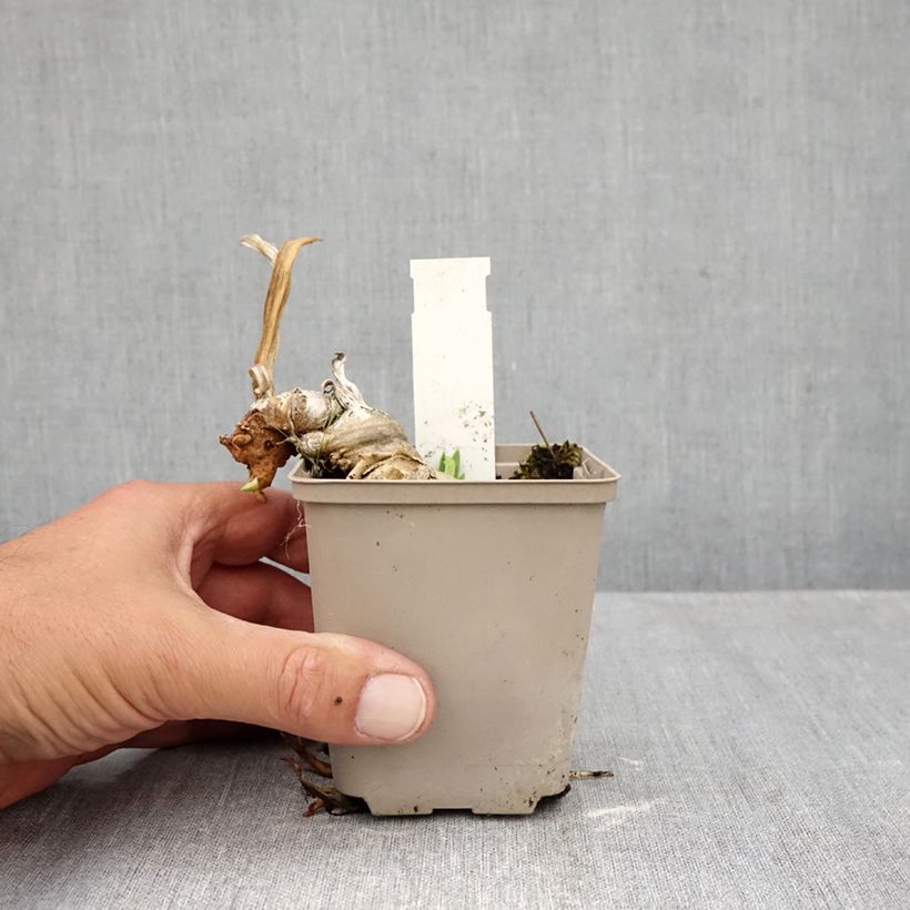 Exemplar von Iris Rouge de Plaisir - Schwertlilie Kleine Töpfe von 8/9 cm wie im Herbst geliefert