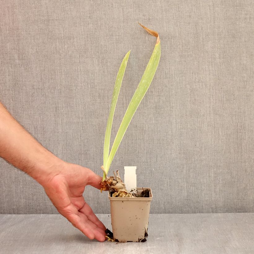 Exemplar von Iris Rouge de Plaisir - Schwertlilie Kleine Töpfe von 8/9 cm wie im Sommer geliefert