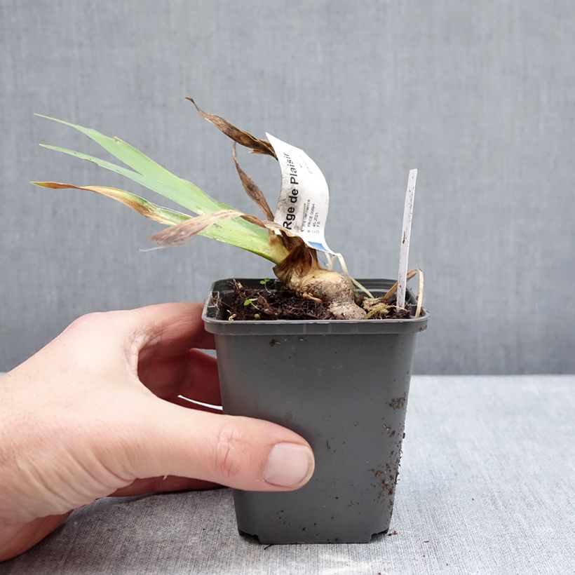 Exemplar von Iris Rouge de Plaisir - Schwertlilie Kleine Töpfe von 8/9 cm wie im Winter geliefert