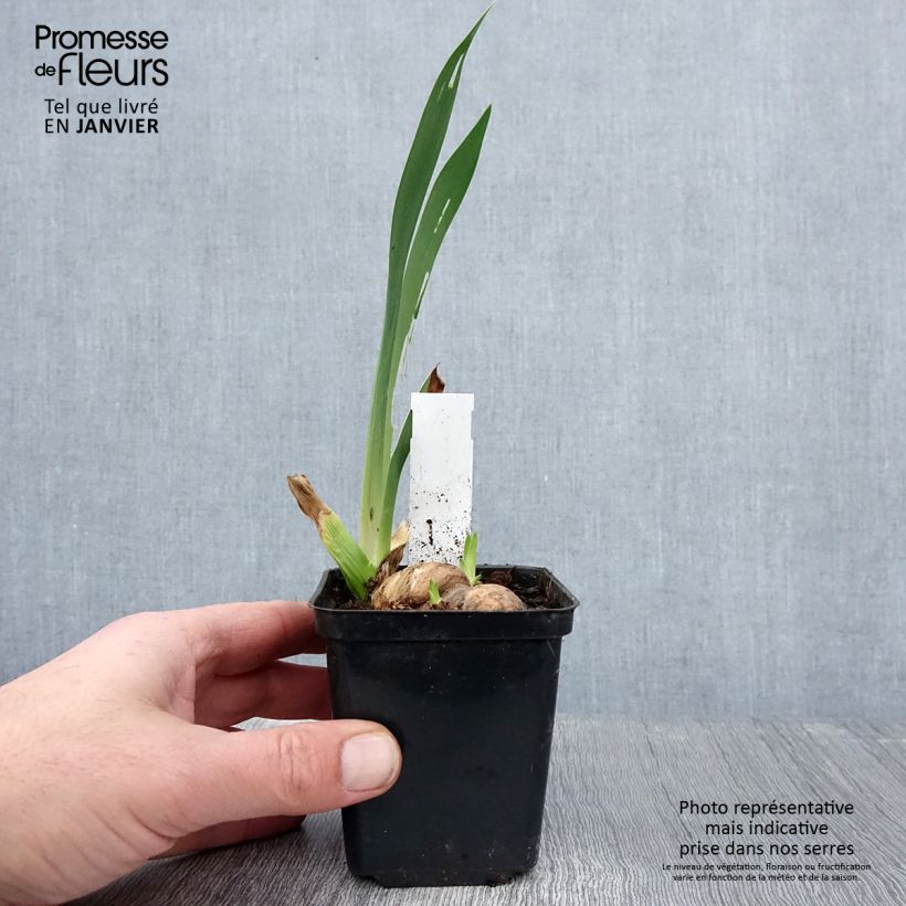 Example of Iris Rouge de Plaisir - Schwertlilie Rhizom, Kaliber 10/15, Extraqualität as you get in hiver