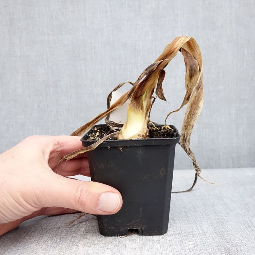 Exemplar von Iris germanica Sharp Dressed Man - Schwertlilie Kleine Töpfe von 8/9 cm wie im Winter geliefert