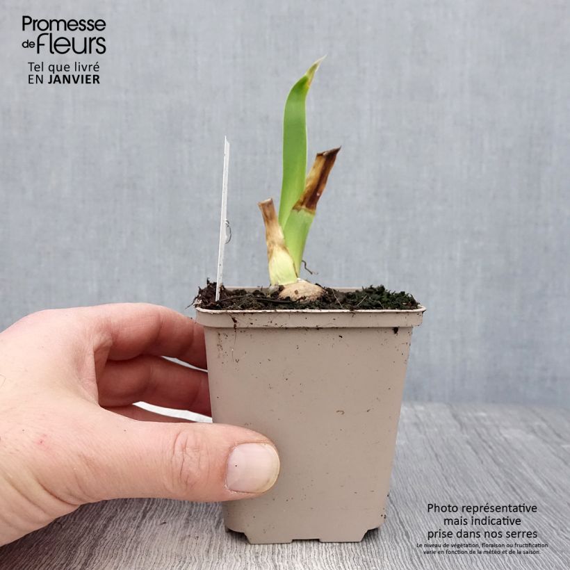 Exemplar von Iris Sharper Image - Schwertlilie Kleine Töpfe von 8/9 cm wie im Winter geliefert