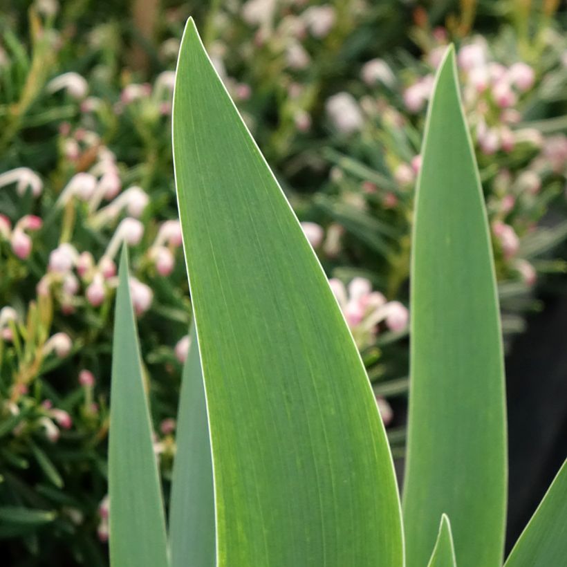 Iris Siva Siva - Schwertlilie (Foliage)