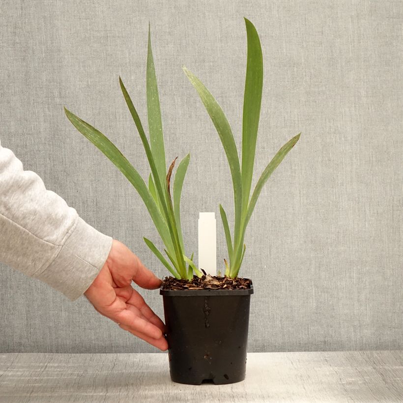 Example of Iris Siva Siva - Schwertlilie Topf mit 1,5L/2L as you get in printemps