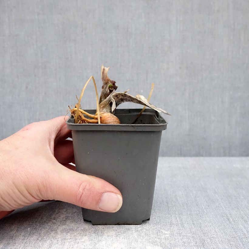 Exemplar von Iris Skylark's Song - Schwertlilie Kleine Töpfe von 8/9 cm wie im Winter geliefert