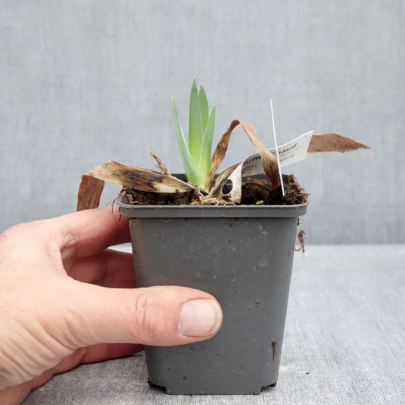 Exemplar von Iris Souffle Chaud - Schwertlilie Kleine Töpfe von 8/9 cm wie im Winter geliefert