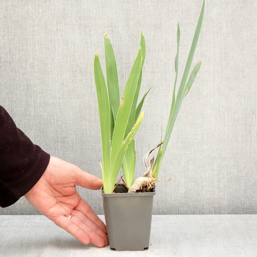 Exemplar von Iris Souffle Chaud - Schwertlilie Kleine Töpfe von 8/9 cm wie im Frühjahr geliefert